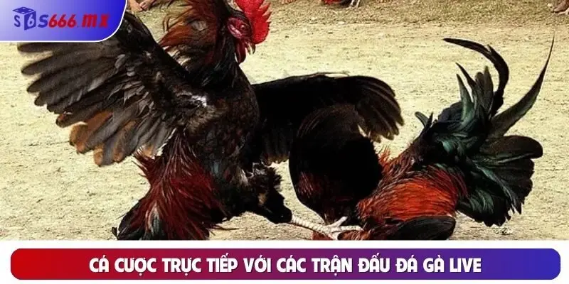 S666 Trang Đá Gà Uy Tín Số 1 Trên Thị Trường Cho Cược Thủ Cá cược trực tiếp với các trận đấu đá gà live