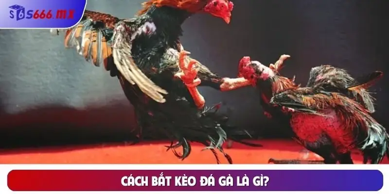 Cách bắt kèo đá gà là gì? Cách bắt kèo đá gà là gì?