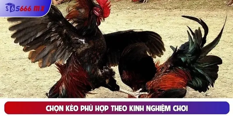 Chọn kèo phù hợp theo kinh nghiệm chơi Chọn kèo phù hợp theo kinh nghiệm chơi