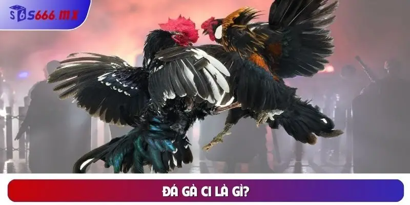Đá gà C1 là gì? Đá gà C1 là gì?