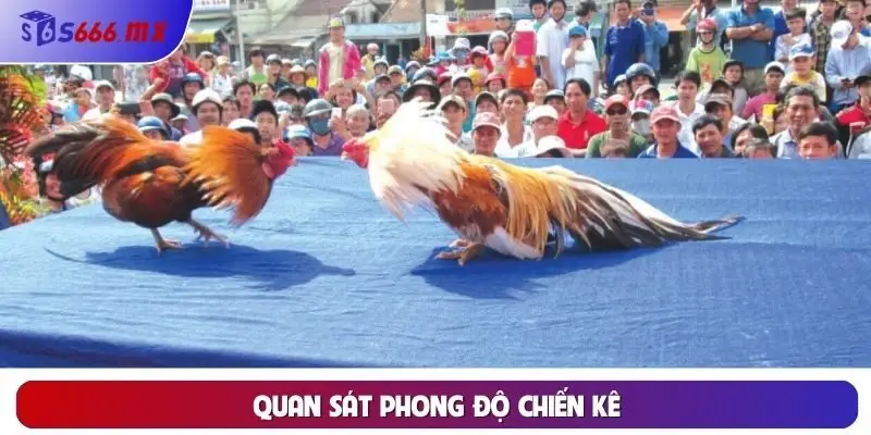 Quan sát phong độ chiến kê Quan sát phong độ chiến kê